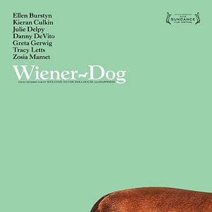 Foto Wiener-Dog