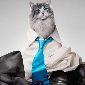 Foto Siete vidas, este gato es un peligro