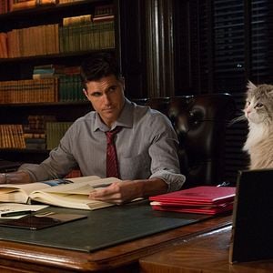 Foto Siete vidas, este gato es un peligro