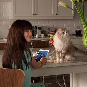 Foto Siete vidas, este gato es un peligro