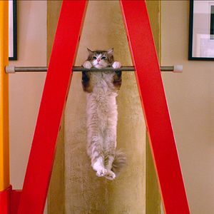 Foto Siete vidas, este gato es un peligro