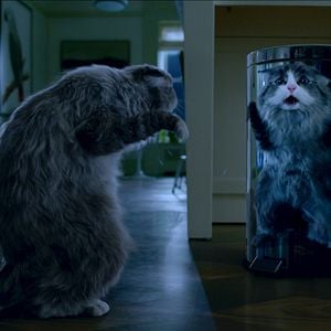 Foto Siete vidas, este gato es un peligro