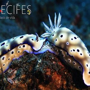 Foto Arrecifes. Oasis de vida