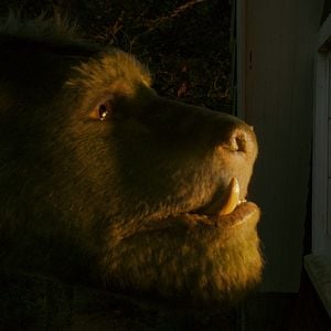 Foto Peter y el dragón