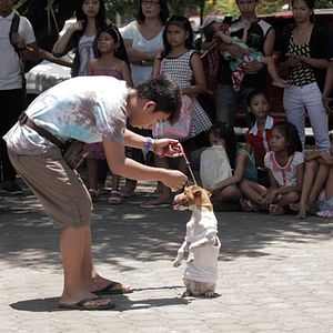Foto The Dog Show