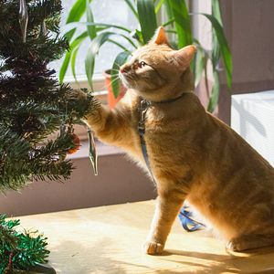 Foto Un gato callejero llamado Bob