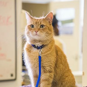 Foto Un gato callejero llamado Bob