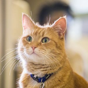 Foto Un gato callejero llamado Bob