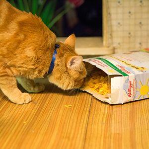 Foto Un gato callejero llamado Bob