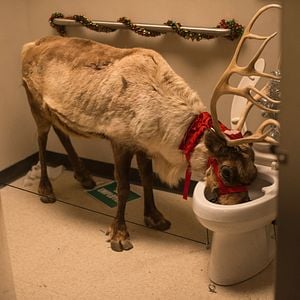 Foto Fiesta de empresa