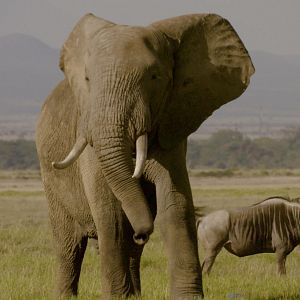 Foto La caza del marfil