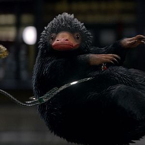 Foto Animales fantásticos y dónde encontrarlos