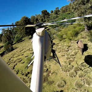 Foto La caza del marfil