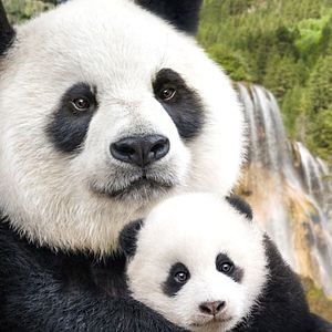 Foto Nacidos en China