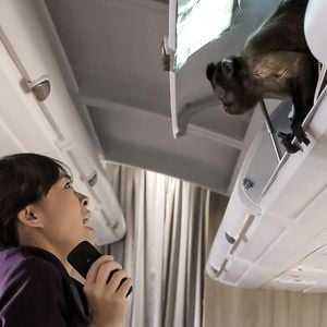 Foto Crystal the Monkey