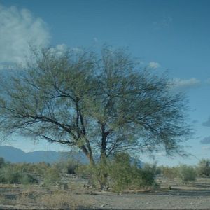 Foto La novia del desierto