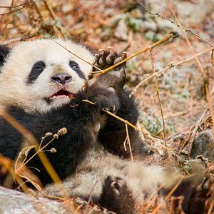 Foto Nacidos en China