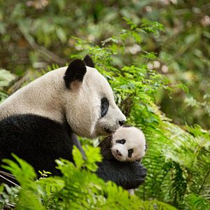 Foto Nacidos en China