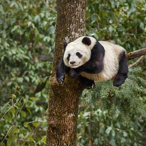 Foto Nacidos en China