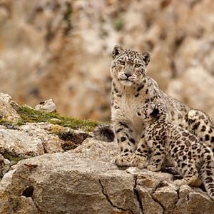 Foto Nacidos en China