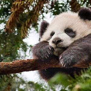 Foto Nacidos en China