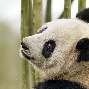 Foto Nacidos en China