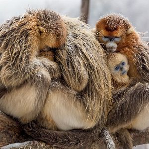 Foto Nacidos en China