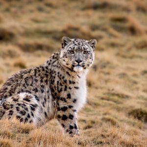 Foto Nacidos en China