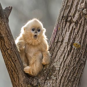 Foto Nacidos en China