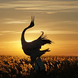 Foto Nacidos en China