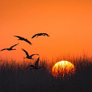 Foto Nacidos en China