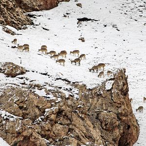 Foto Nacidos en China