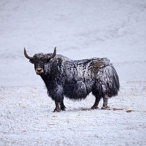 Foto Nacidos en China
