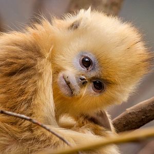 Foto Nacidos en China