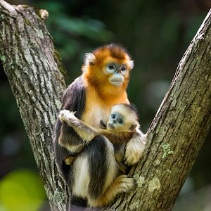 Foto Nacidos en China