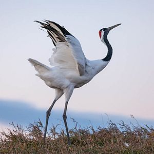 Foto Nacidos en China