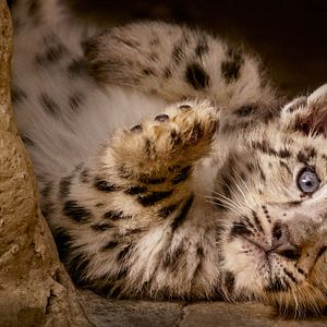 Foto Nacidos en China