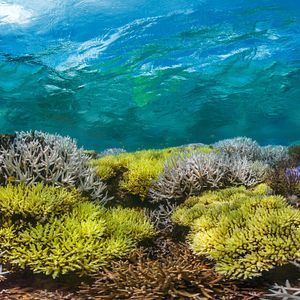 Foto En busca del coral