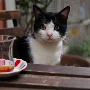 Foto Kedi (Gatos de Estambul)