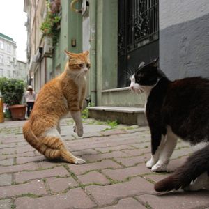Foto Kedi (Gatos de Estambul)