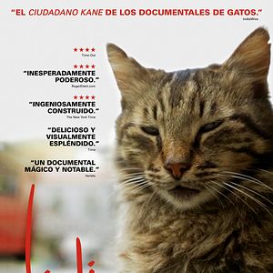 Foto Kedi (Gatos de Estambul)