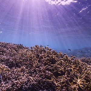 Foto En busca del coral