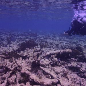 En busca del coral - Documental 2017