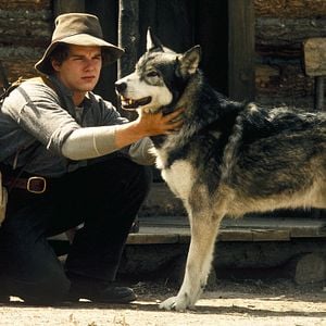 Foto Colmillo Blanco