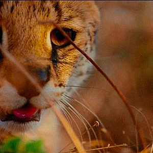 Foto Earth: One Amazing Day