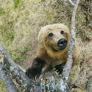 Foto Earth: One Amazing Day