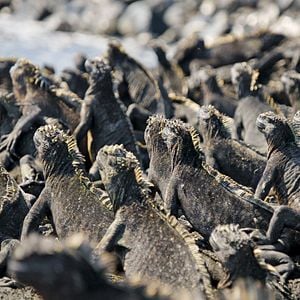 Foto Earth: One Amazing Day