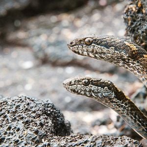 Foto Earth: One Amazing Day