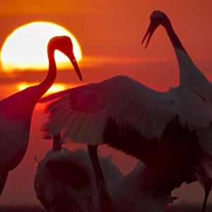 Foto Earth: One Amazing Day