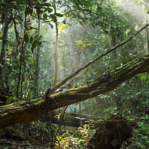 Foto Earth: One Amazing Day